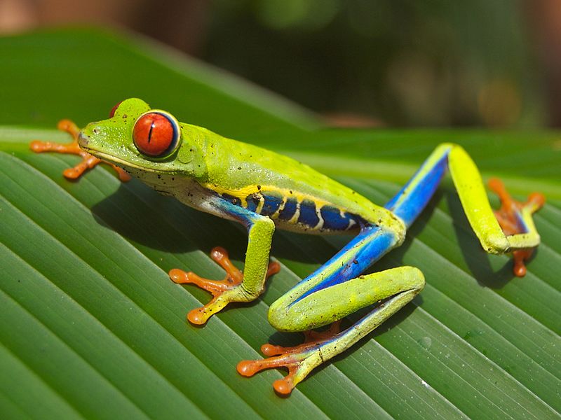 red eyed tree frog